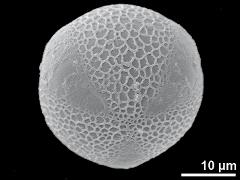 hydrated pollen,polar view