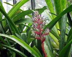 flowers of Aechmea rubrolilacina