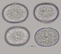 hydrated pollen