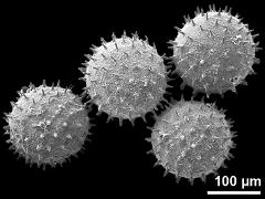 hydrated pollen grains