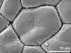 tetrad (in pollinium)