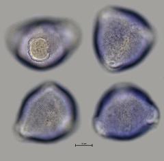 hydrated pollen