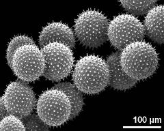 dry pollen grains