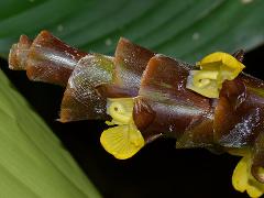 inflorescence(s)