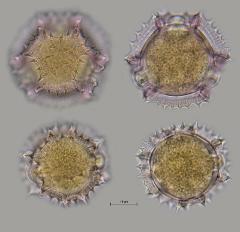 hydrated pollen