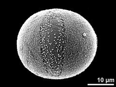 hydrated pollen,equatorial view