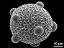 hydrated pollen grain