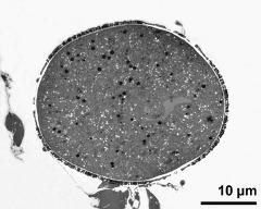 pollen grain in cross section