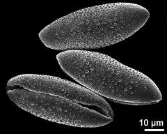 dry pollen grains