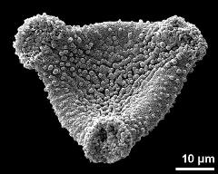 dry pollen grain