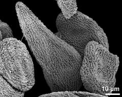 hydrated tetrads