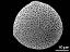 hydrated pollen
