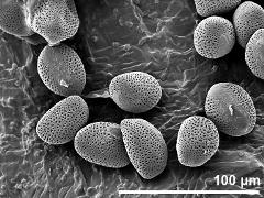 dry pollen grains