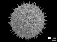 hydrated pollen