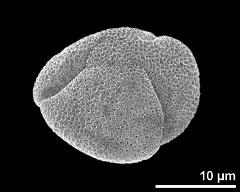 dry pollen grain