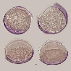 hydrated pollen