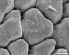 hydrated tetrads (forming massula)