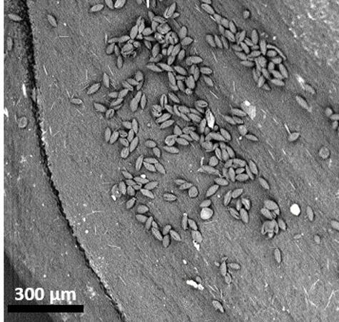 dry pollen