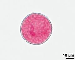 2-celled pollen