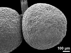 pollinium