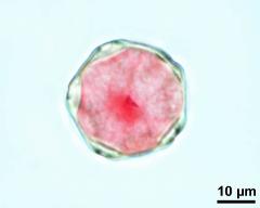 pollen grain with vegetative nucleus and generative cell