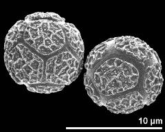 dry pollen grains