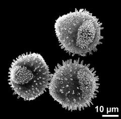 hydrated pollen grains