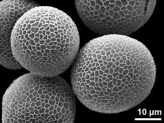 hydrated pollen grains