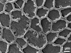 exine surface