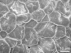 tetrads (in pollinium)