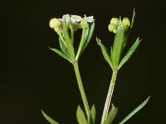 inflorescence(s)