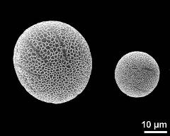 hydrated pollen grains; short-styled morph (left) and long-styled morph (right)