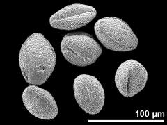 dry pollen grains