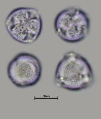 hydrated pollen