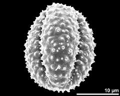 dry pollen grain in equatorial view