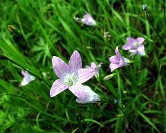 flower(s)
