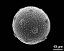 hydrated pollen grain