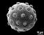 hydrated pollen grain