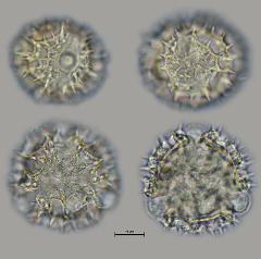 hydrated Pollen