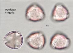 hydrated Pollen