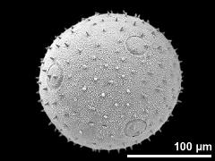 hydrated pollen grain