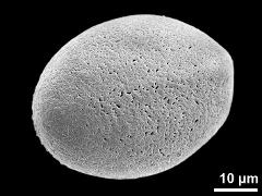 polar proximal view (oblique)