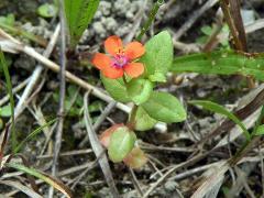 aspect of Anagallis arvensis