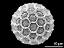 hydrated pollen grain