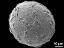 distal polar view