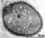 hydrated pollen grain