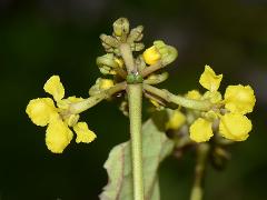 inflorescence(s)