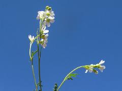 inflorescence(s)