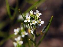 flower(s)