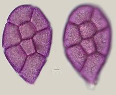 hydrated pollen